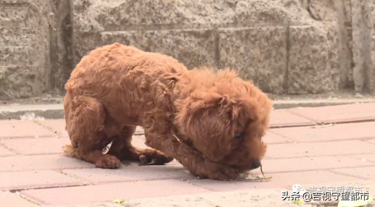 新买宠物狗几天就生病难道买到了病狗