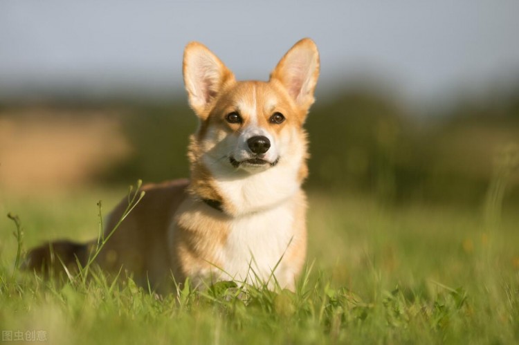 一只柯基犬从珠海航空托运到大连的案例分享