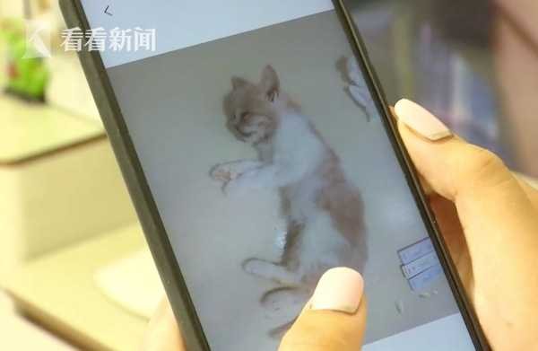 网购宠物猫到家3天就病死了！商家：只能吃我家猫粮