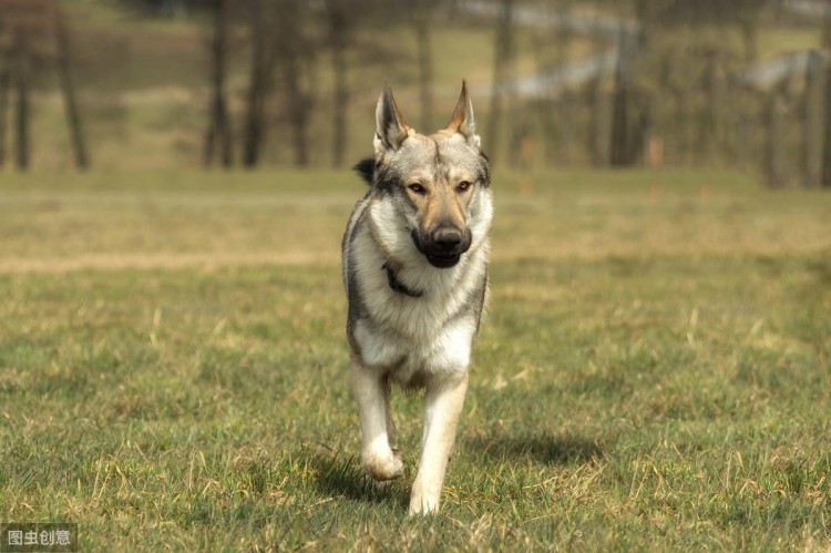 最像狼的捷克狼犬有这些优点但却被禁养