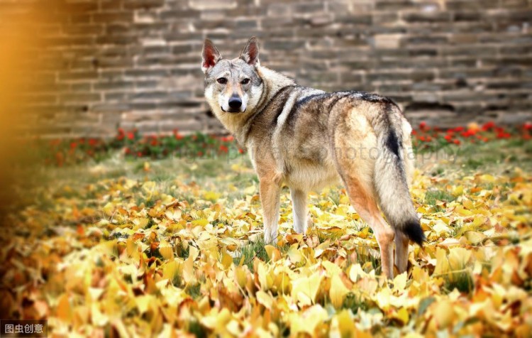 最像狼的捷克狼犬有这些优点但却被禁养