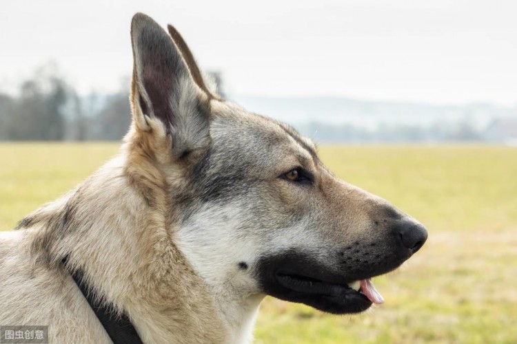 最像狼的捷克狼犬有这些优点但却被禁养