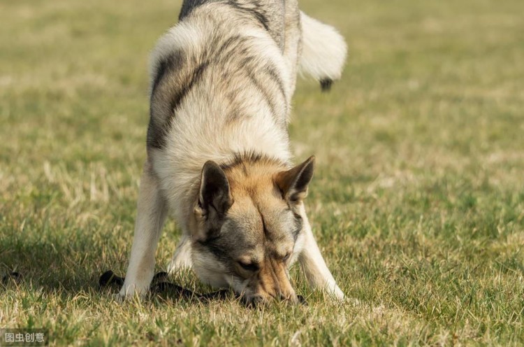 最像狼的捷克狼犬有这些优点但却被禁养