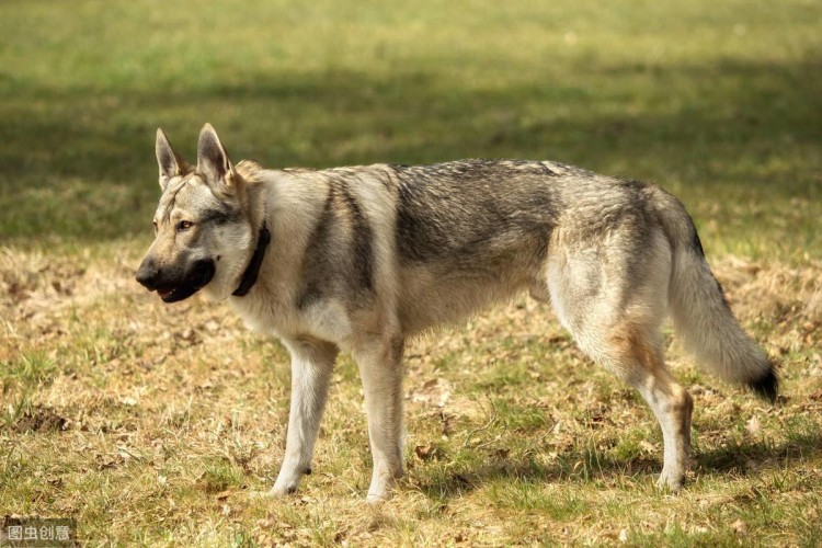 捷克狼犬很优秀又忠诚无比但却被多国禁养！原因有这些