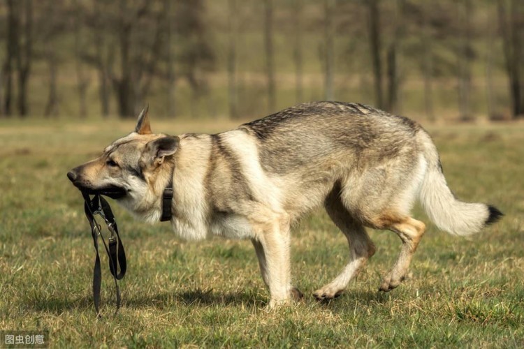 捷克狼犬很优秀又忠诚无比但却被多国禁养！原因有这些