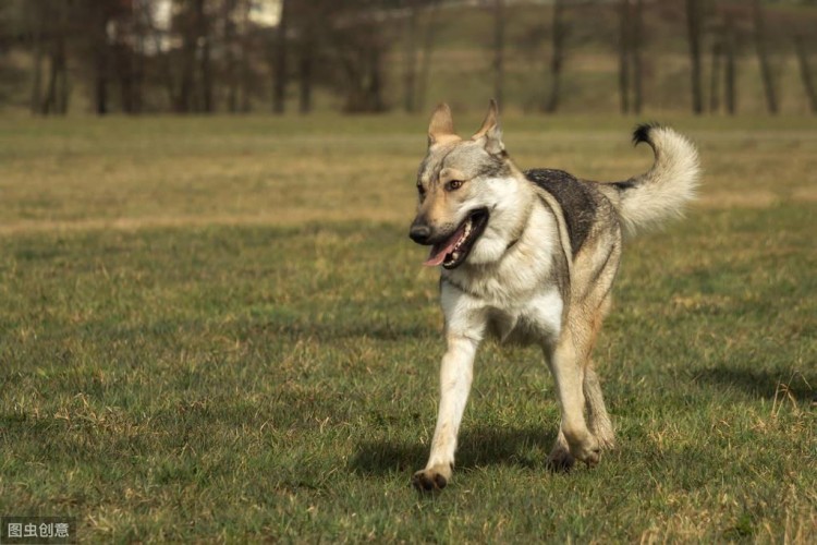 捷克狼犬很优秀又忠诚无比但却被多国禁养！原因有这些