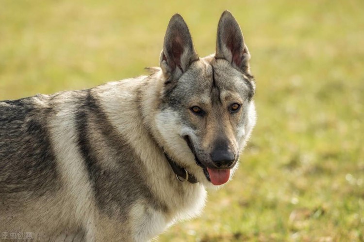 捷克狼犬：一只很优秀的狗狗却在禁养名单里