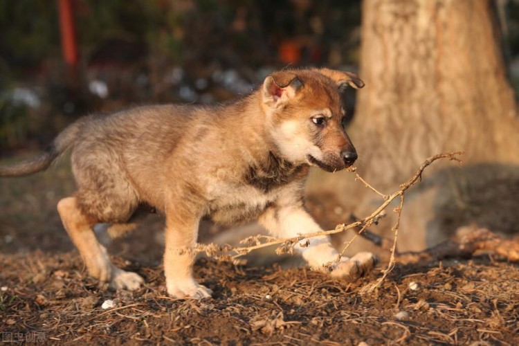 捷克狼犬：一只很优秀的狗狗却在禁养名单里