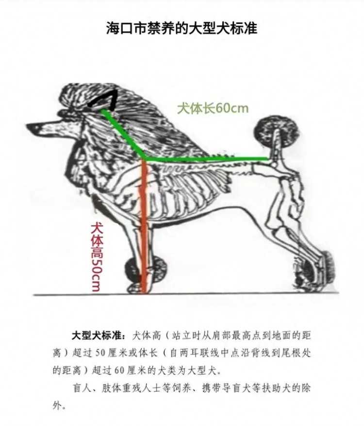 海南海口重点管理区这些狗不能养！养犬人这件事必须要做！还有..