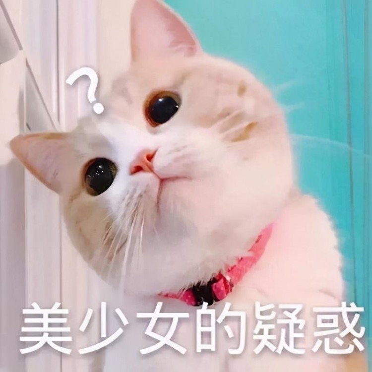 猫咪太肥会得病吗？