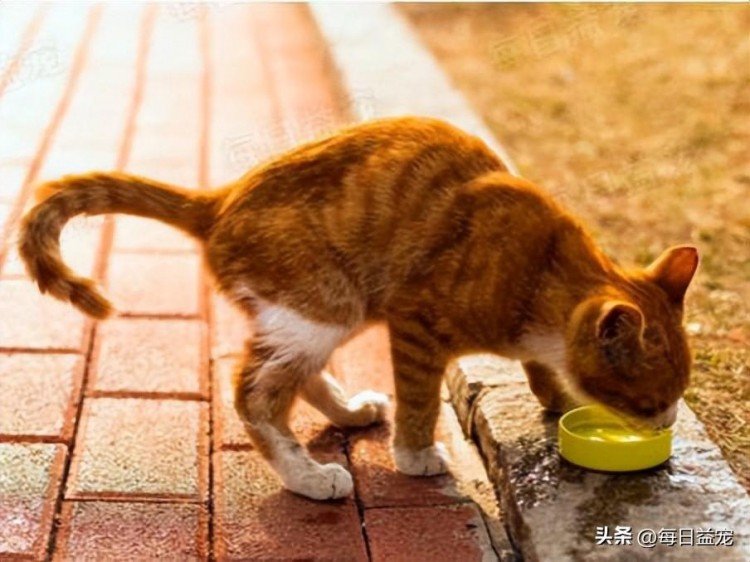 捡了一只小奶猫养了几个月后大变样铲屎官吓得背脊发凉