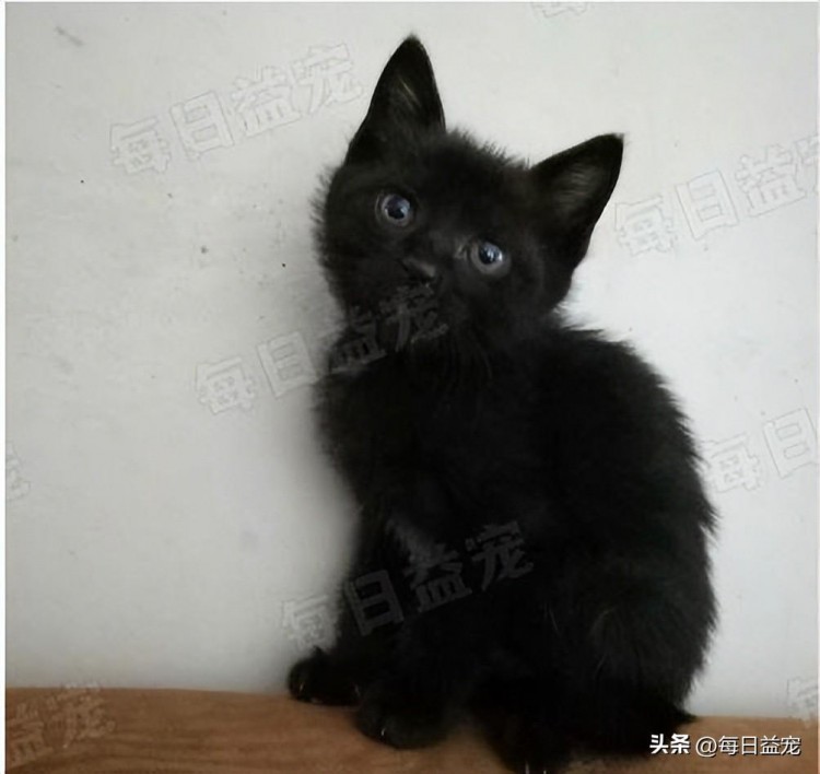 捡了一只小奶猫养了几个月后大变样铲屎官吓得背脊发凉