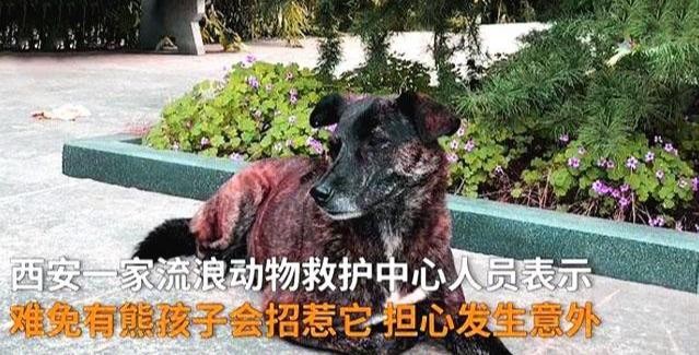 流浪狗苦等主人5年等来所有人的善意却始终等不到主人的挽留