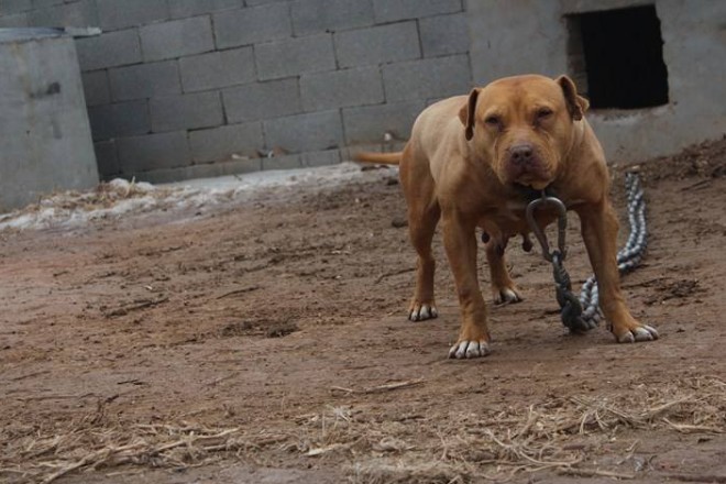 能匹敌虎狼的5种猛犬，尤其是第五种，五分钟能咬死一只藏獒