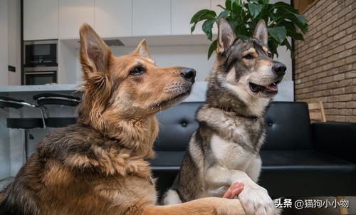 对不起我爱上了捷克狼犬它真的帅我一脸