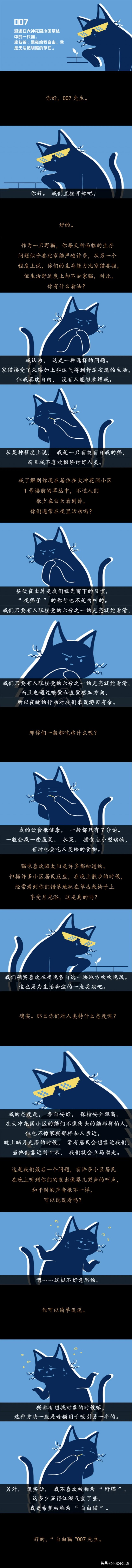 猫的一天是如何度过的我采访了一只家猫和一只野猫