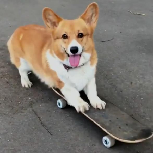 柯基犬不吃狗粮怎么办主人别担心让我来告诉你