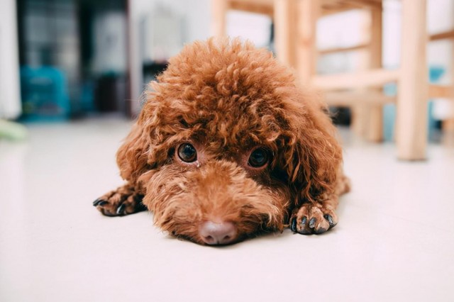 泰迪犬不吃狗粮怎么办掌握这些小妙招轻松解决这个问题