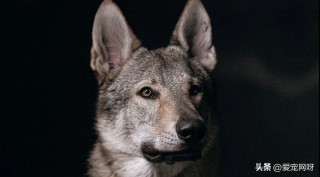 每天了解一种狗—捷克狼犬