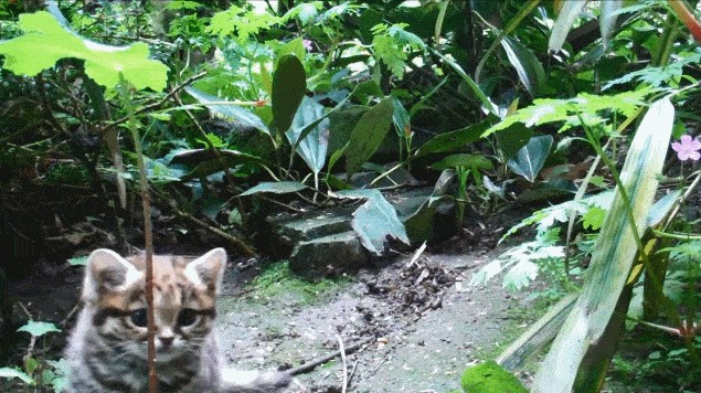 外面的小野猫有些可抱不得很刑的噢