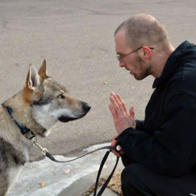 比哈士奇更像狼！不过养捷克狼犬简直跟伺候祖宗一样