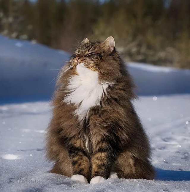 优雅猫——挪威森林猫，猫界智商排名第四！