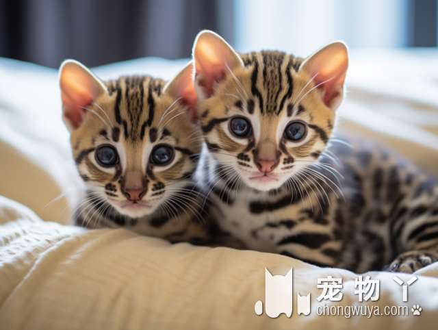 斯芬克斯猫多大可以做绝育？