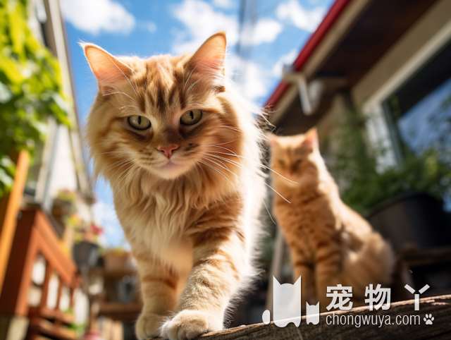 银猫国籍是？