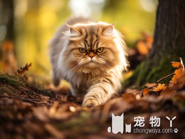 苏州宅猫社宠物生活馆：你家猫咪需要什么新玩具吗?